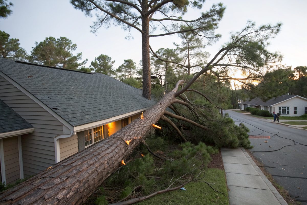 A pine tree fallen across a house roof after a hurricane